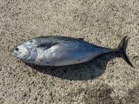 Image result for Euthynnus affinis