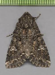 Attēlu rezultāti vaicājumam “Mamestra brassicae”