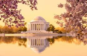 Image result for "cherry blossom" washington