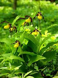 Attēlu rezultāti vaicājumam “Cypripedium calceolus leaf”