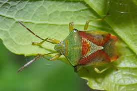 Attēlu rezultāti vaicājumam “Elasmostethus interstinctus”