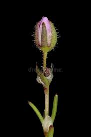 Attēlu rezultāti vaicājumam “Spergularia marina bud”