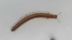 Attēlu rezultāti vaicājumam “Craspedosoma rawlinsi”