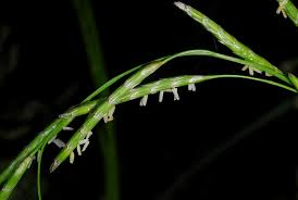 Attēlu rezultāti vaicājumam “Glyceria lithuanica”