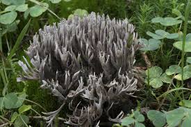 Attēlu rezultāti vaicājumam “Thelephora palmata”