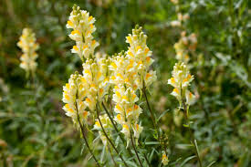 Image result for Linaria vulgaris