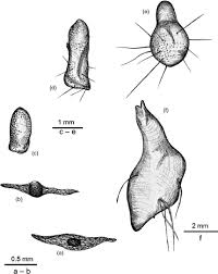 Attēlu rezultāti vaicājumam “Moerckia hibernica”