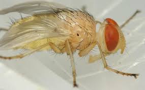 Attēlu rezultāti vaicājumam “Oecetis ochracea”