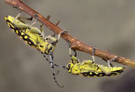 Attēlu rezultāti vaicājumam “Saperda scalaris”