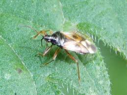 Attēlu rezultāti vaicājumam “Anthocoris nemorum”