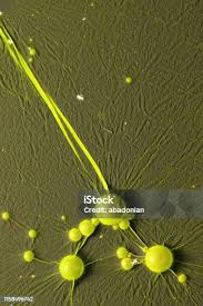 Attēlu rezultāti vaicājumam “Cyanophyta”