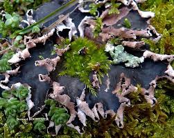 Attēlu rezultāti vaicājumam “Peltigera malacea”