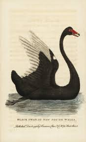 Attēlu rezultāti vaicājumam “Cygnus atratus”