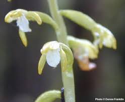 Attēlu rezultāti vaicājumam “Corallorhiza trifida”