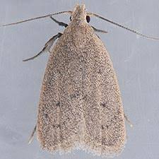 Attēlu rezultāti vaicājumam “Oecophoridae”