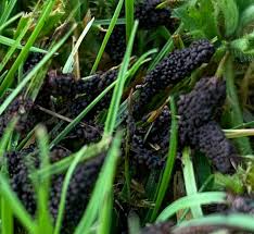 Attēlu rezultāti vaicājumam “Badhamia foliicola sessile”