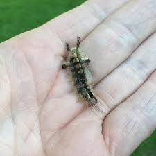 Attēlu rezultāti vaicājumam “Orgyia antiqua imago”