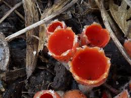 Attēlu rezultāti vaicājumam “Microstoma protracta”