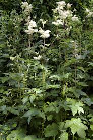 Attēlu rezultāti vaicājumam “Filipendula ulmaria”