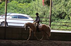 Image result for Bookham Riding School