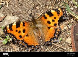 Attēlu rezultāti vaicājumam “Nymphalis polychloros”