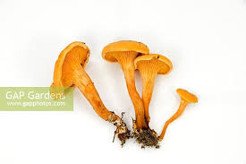 Attēlu rezultāti vaicājumam “Hygrophoropsis aurantiaca”