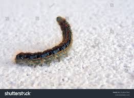 Attēlu rezultāti vaicājumam “Malacosoma castrensis male”