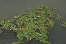 Attēlu rezultāti vaicājumam “Potamogeton compressus leaf”