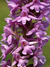 Attēlu rezultāti vaicājumam “Gymnadenia conopsea leaf”