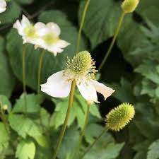 Attēlu rezultāti vaicājumam “Anemone x lipsiensis leaf”