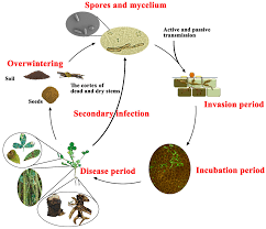 Attēlu rezultāti vaicājumam “Diderma subviridifuscum var. macrospora* spores”