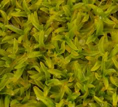 Attēlu rezultāti vaicājumam “Barbula convoluta”