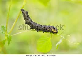 Attēlu rezultāti vaicājumam “Deilephila elpenor”