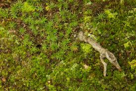 Attēlu rezultāti vaicājumam “moss”