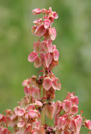 Attēlu rezultāti vaicājumam “Rumex confertus fruit”