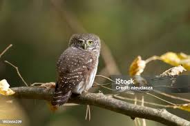 Attēlu rezultāti vaicājumam “Glaucidium passerinum adult”