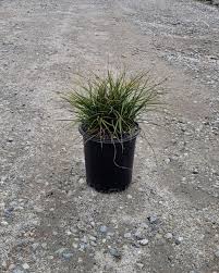 Attēlu rezultāti vaicājumam “Carex remota”