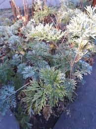 Image result for Artemisia absinthium