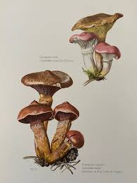 Attēlu rezultāti vaicājumam “Gomphidius roseus”