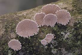 Attēlu rezultāti vaicājumam “Schizophyllum commune”