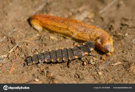 Attēlu rezultāti vaicājumam “Lampyris noctiluca larva”