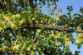 Attēlu rezultāti vaicājumam “Ulmus minor f. suberosa”