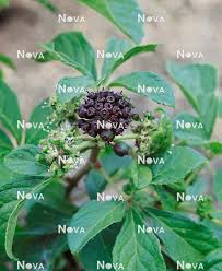 Attēlu rezultāti vaicājumam “Eleutherococcus sessiliflorus”