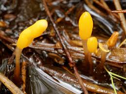 Attēlu rezultāti vaicājumam “Mitrula paludosa”