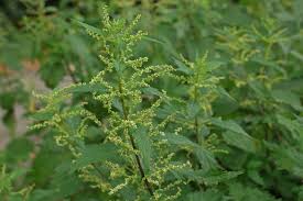 Attēlu rezultāti vaicājumam “Urtica dioica”
