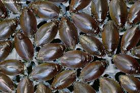 Attēlu rezultāti vaicājumam “Gyrinidae”