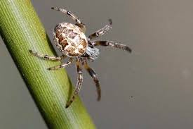 Attēlu rezultāti vaicājumam “Larinioides cornutus”