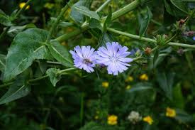 Image result for Zichorie