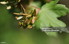 Attēlu rezultāti vaicājumam “Acer campestre fruit”