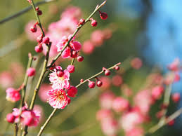 Attēlu rezultāti vaicājumam “Prunus (plum-tree) flower”